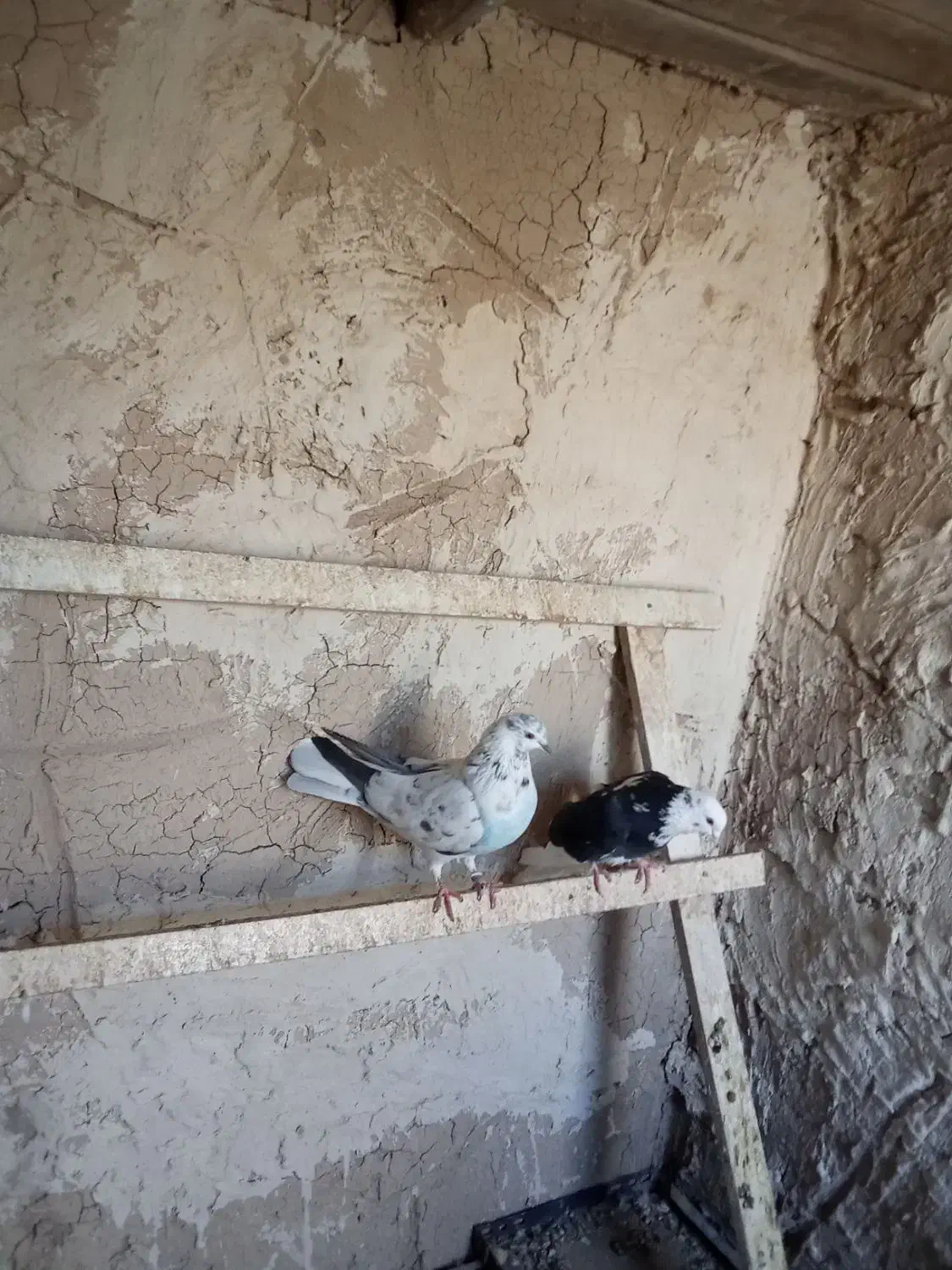 کبوتر تهرانی|پرنده|شبستر, |دیوار