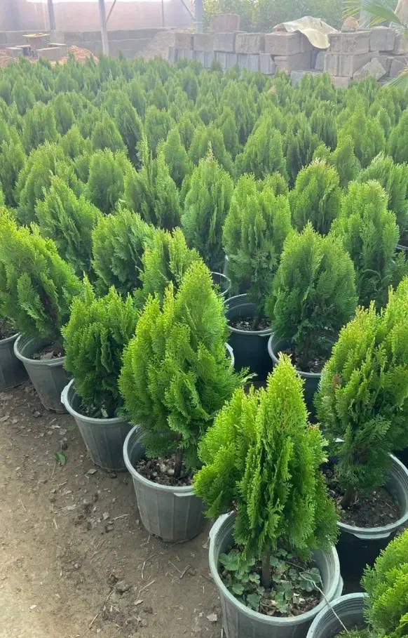 تخفیف ویژه روز مادر تا ۳۰ درصد|خدمات باغبانی و درختکاری|قم, چهل درخت‎|دیوار