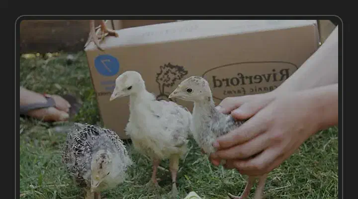 تعدادی بوقلمون و مرغ شاخدار|حیوانات مزرعه|پلدختر, |دیوار