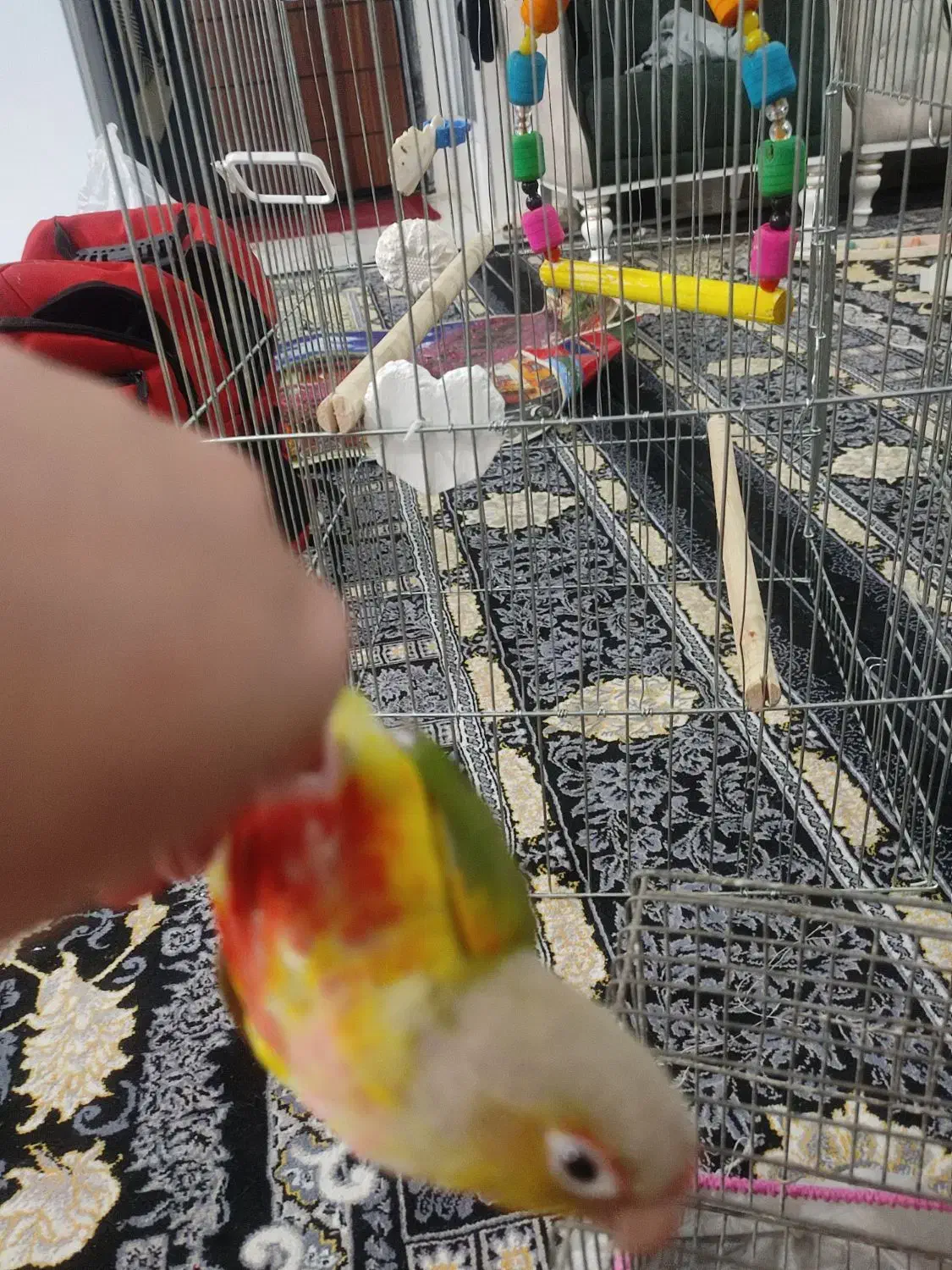 گرینچیک باهوش و نر|پرنده|ماهدشت, |دیوار