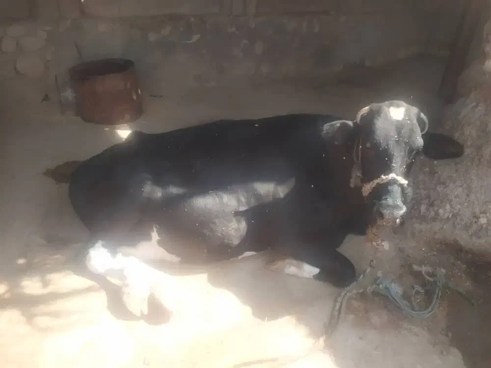 گاو پر شیر با نژاد|حیوانات مزرعه|کاکی, |دیوار