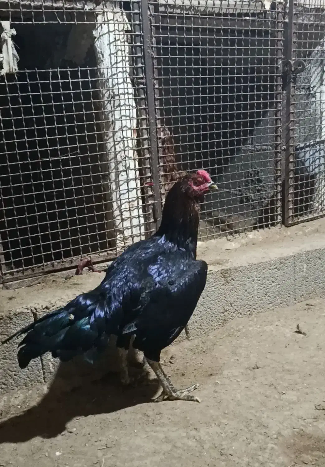 خروس مرغ و جوجه|حیوانات مزرعه|بندر دیر, |دیوار