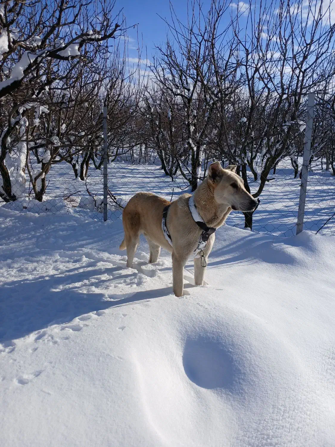 واگذاری سگ|سگ|مشگین شهر, |دیوار