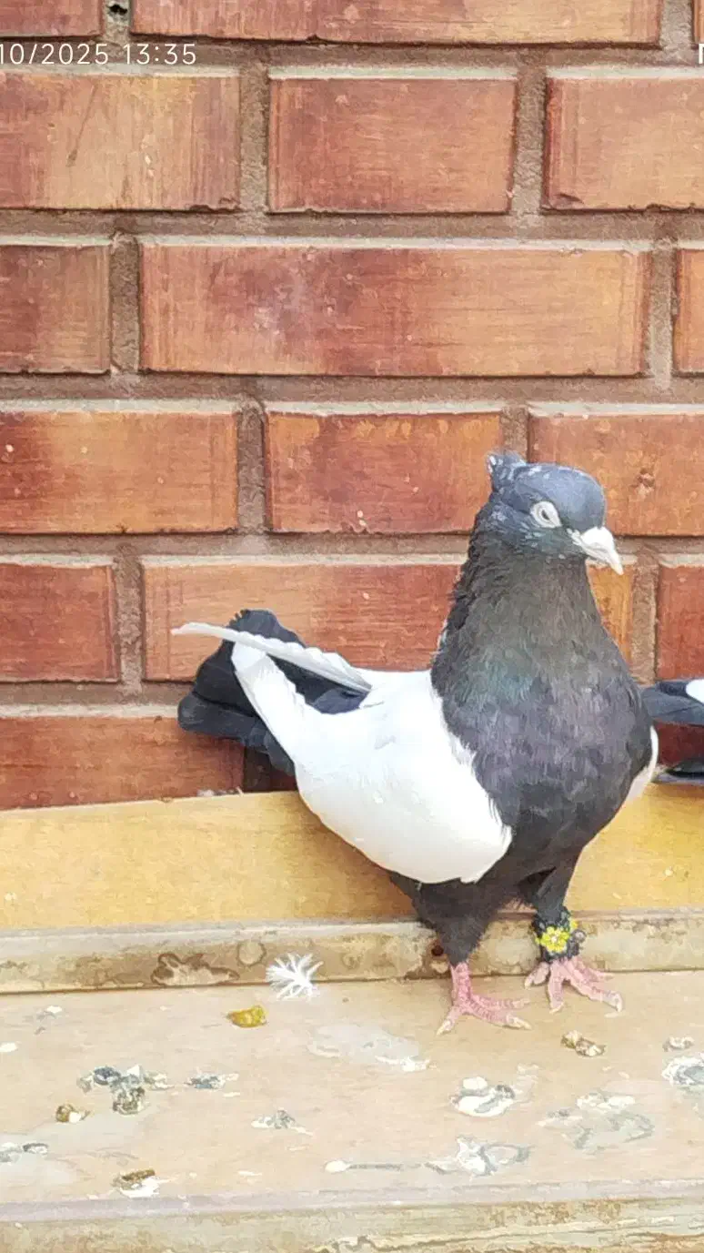 کبوتر سینه ای|پرنده|اهواز, امانیه|دیوار