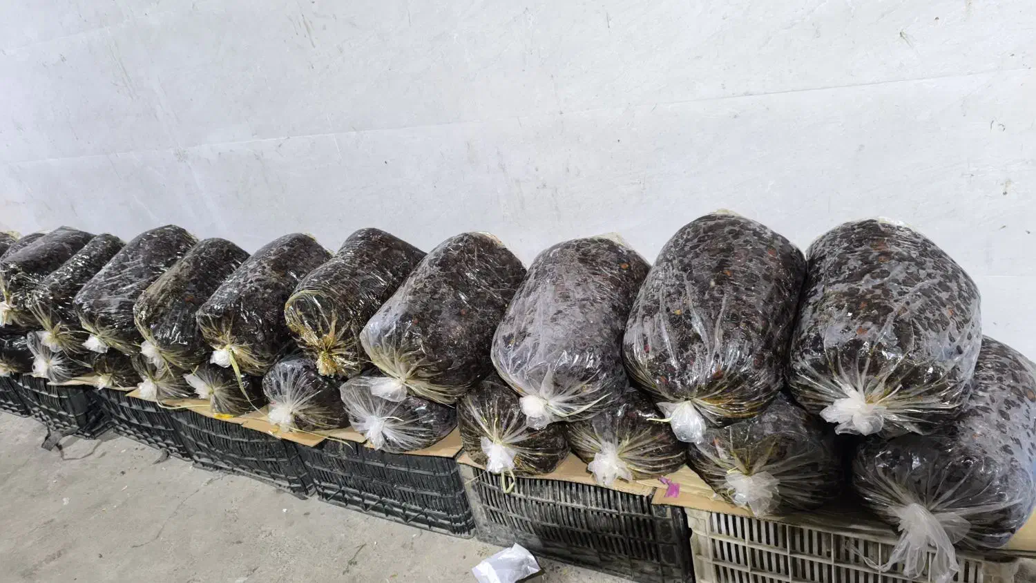 فروش خرمایی پلاستیکی مرداسنگ|خوردنی و آشامیدنی|توکهور, |دیوار