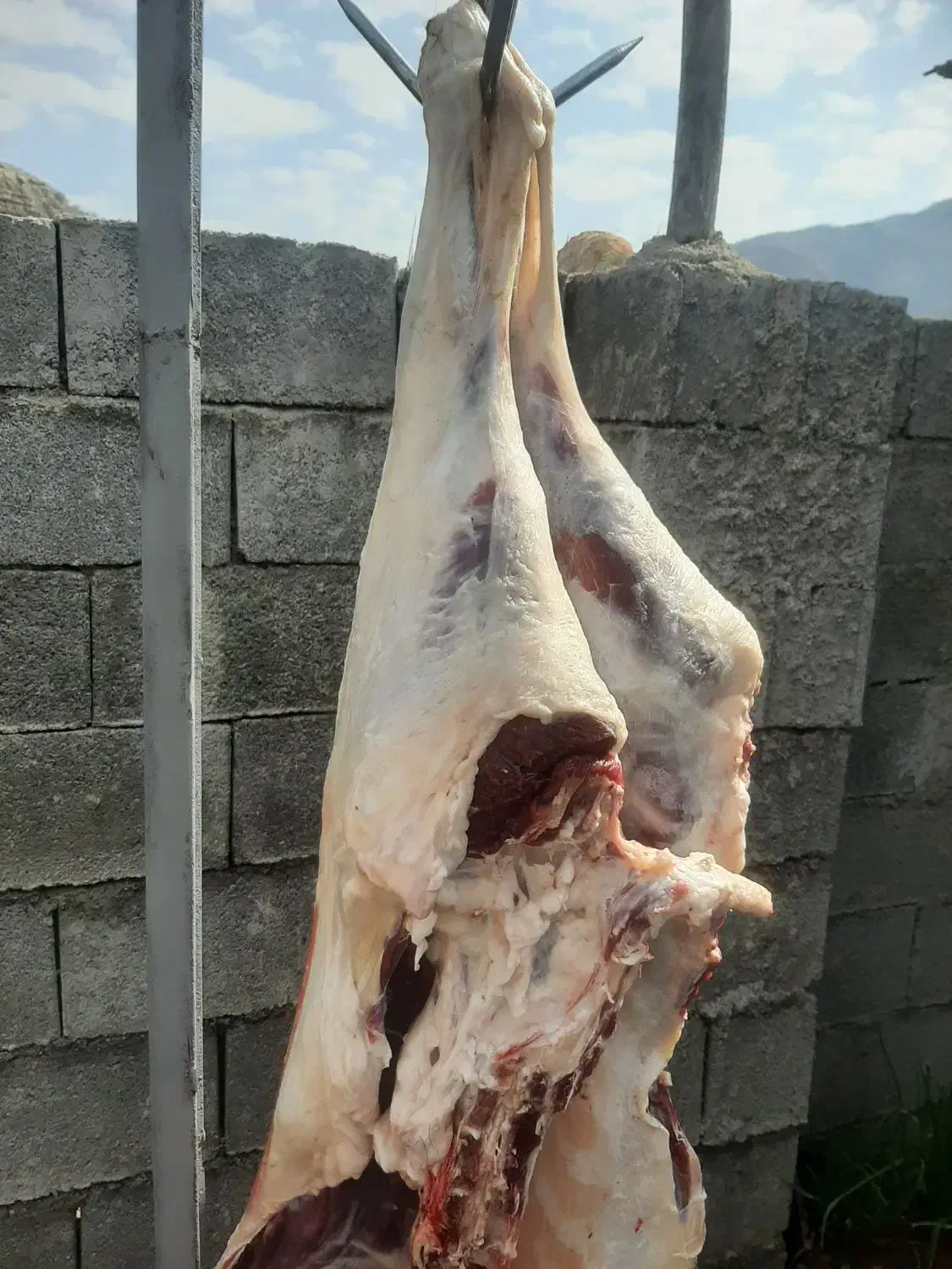 گوشت بز|خوردنی و آشامیدنی|دهدشت, |دیوار