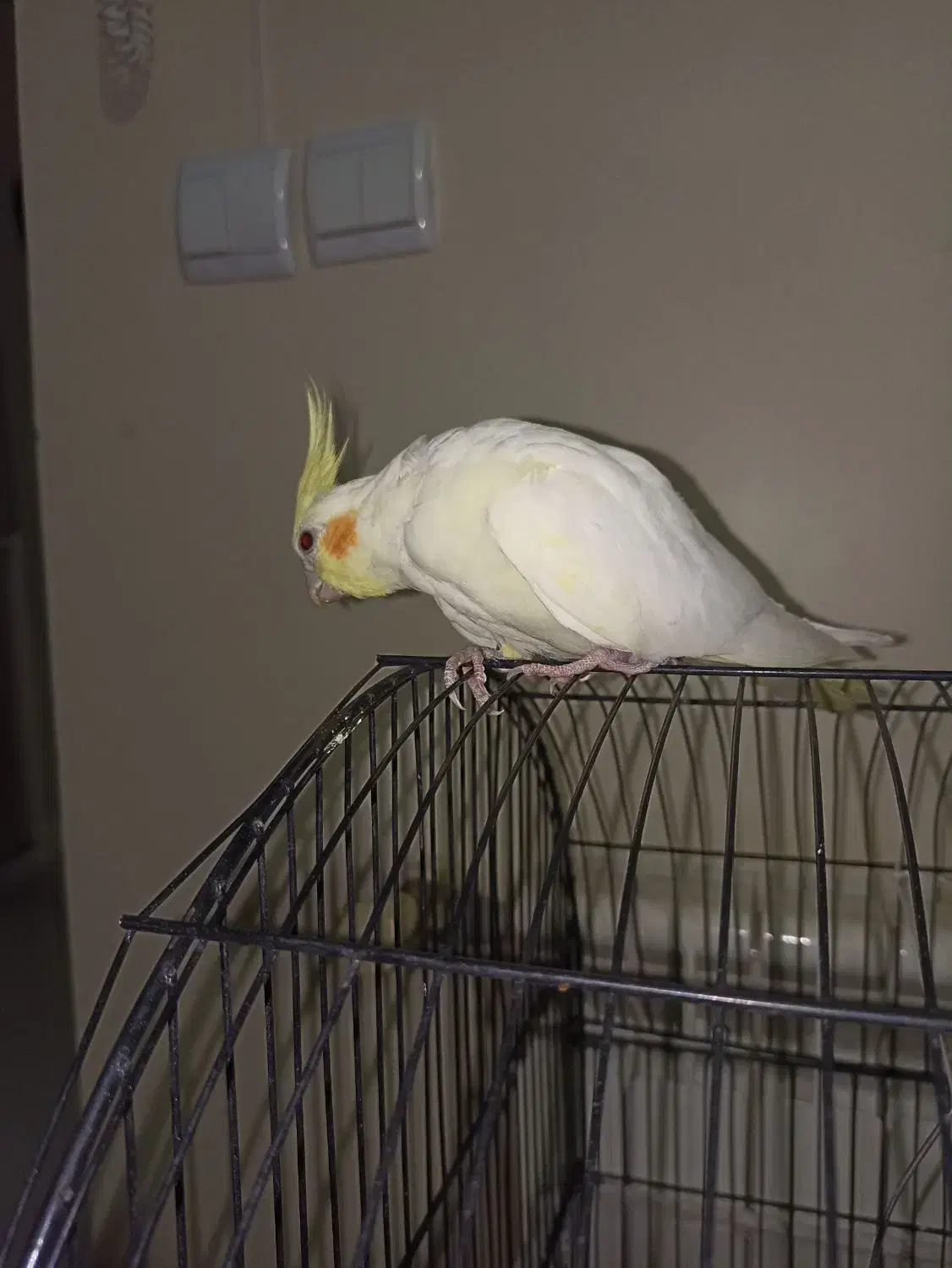 عروس هلندی|پرنده|محمدشهر, شهرک پیام (مهرالبرز)|دیوار