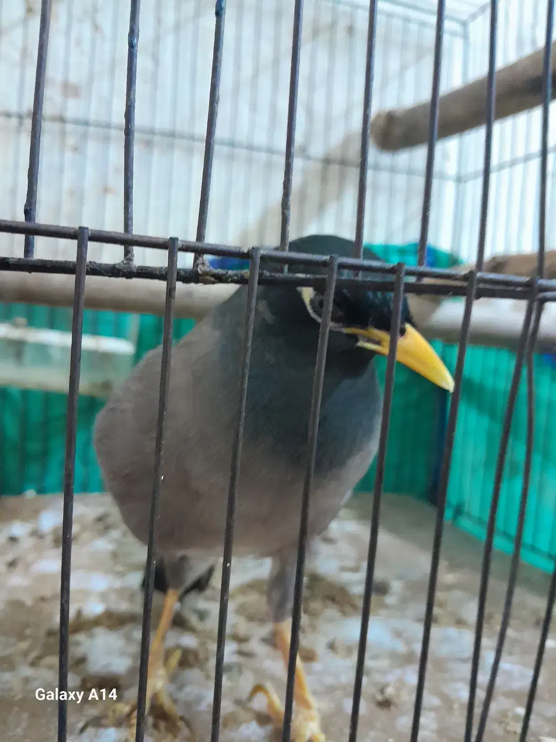 مرغ مینا ۹ماه نر|پرنده|اهواز, بیست متری شهرداری|دیوار