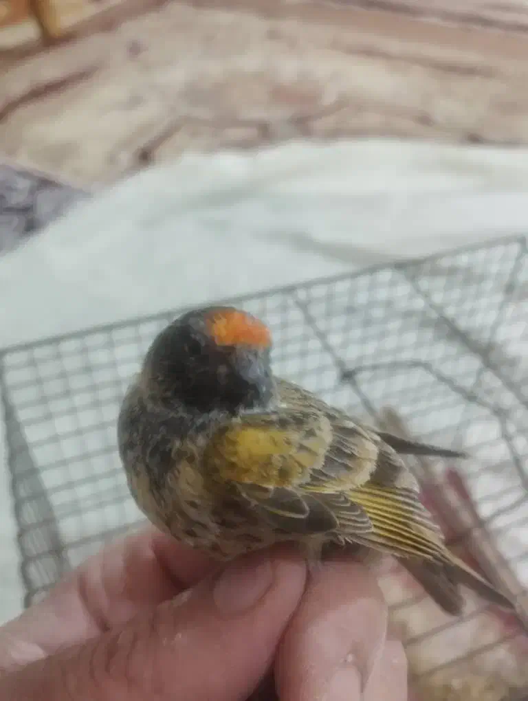 گلبسر|پرنده|ماکو, |دیوار