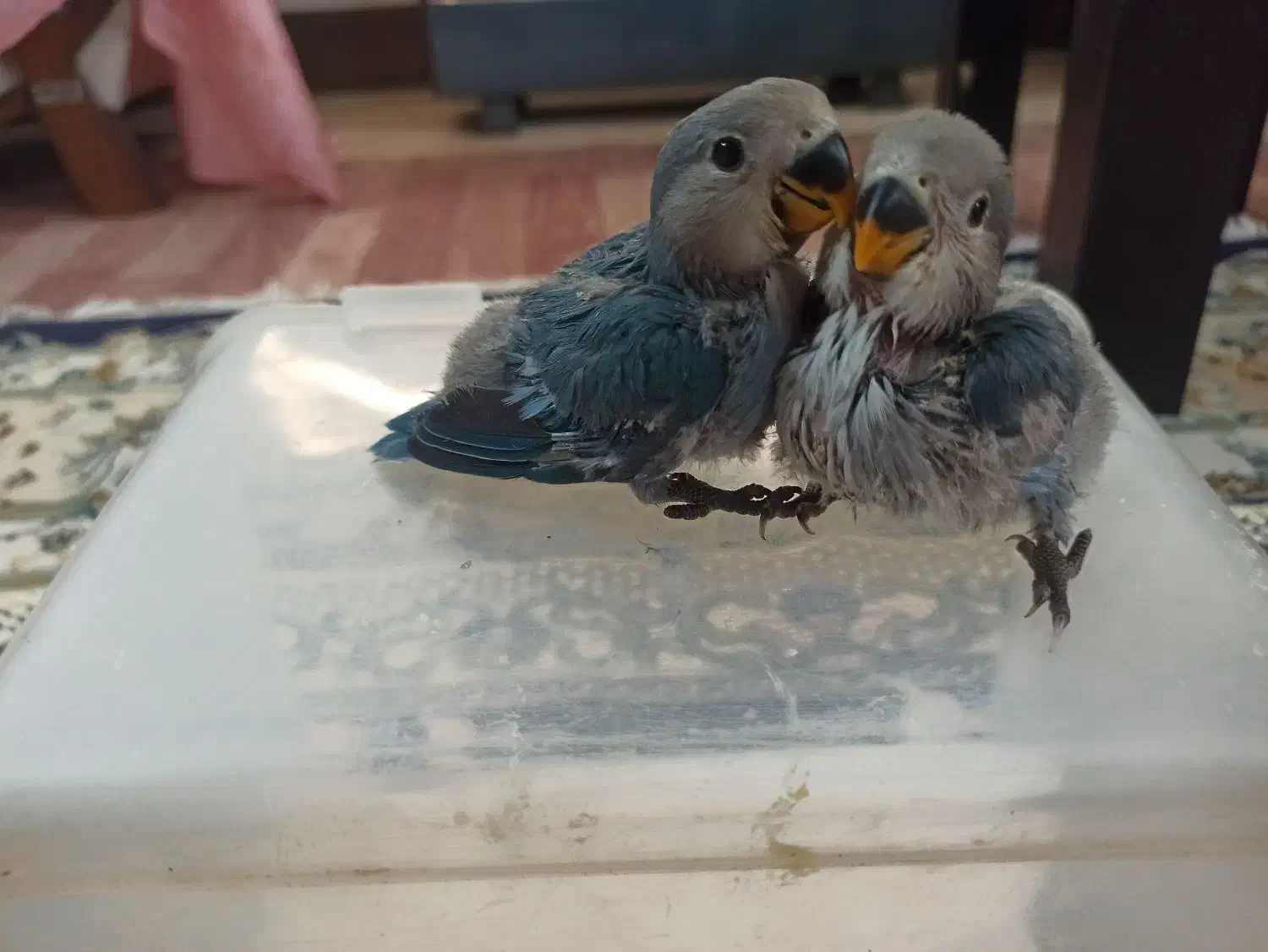 کوتوله برزیلی سرلاکی|پرنده|ابریشم, |دیوار