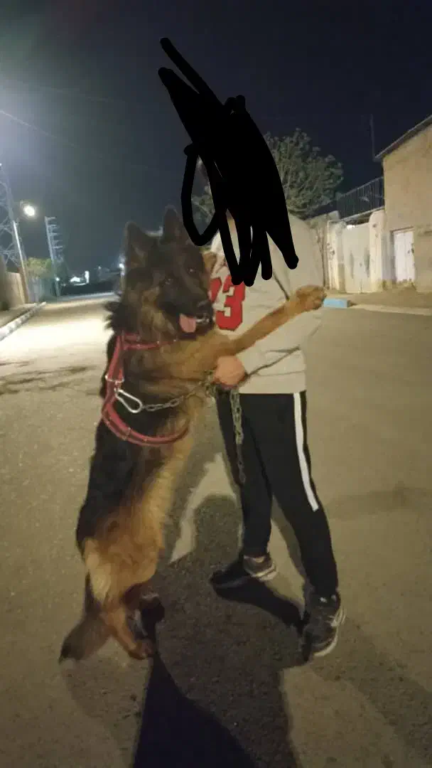 سگ نر|سگ|پاکدشت, پاکدشت (مامازند)|دیوار