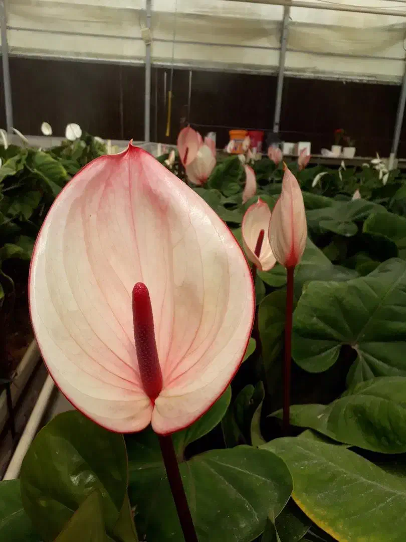 کارشناس و کارآموز گلخانه گل|استخدام صنعتی، فنی، مهندسی|جوادآباد, |دیوار