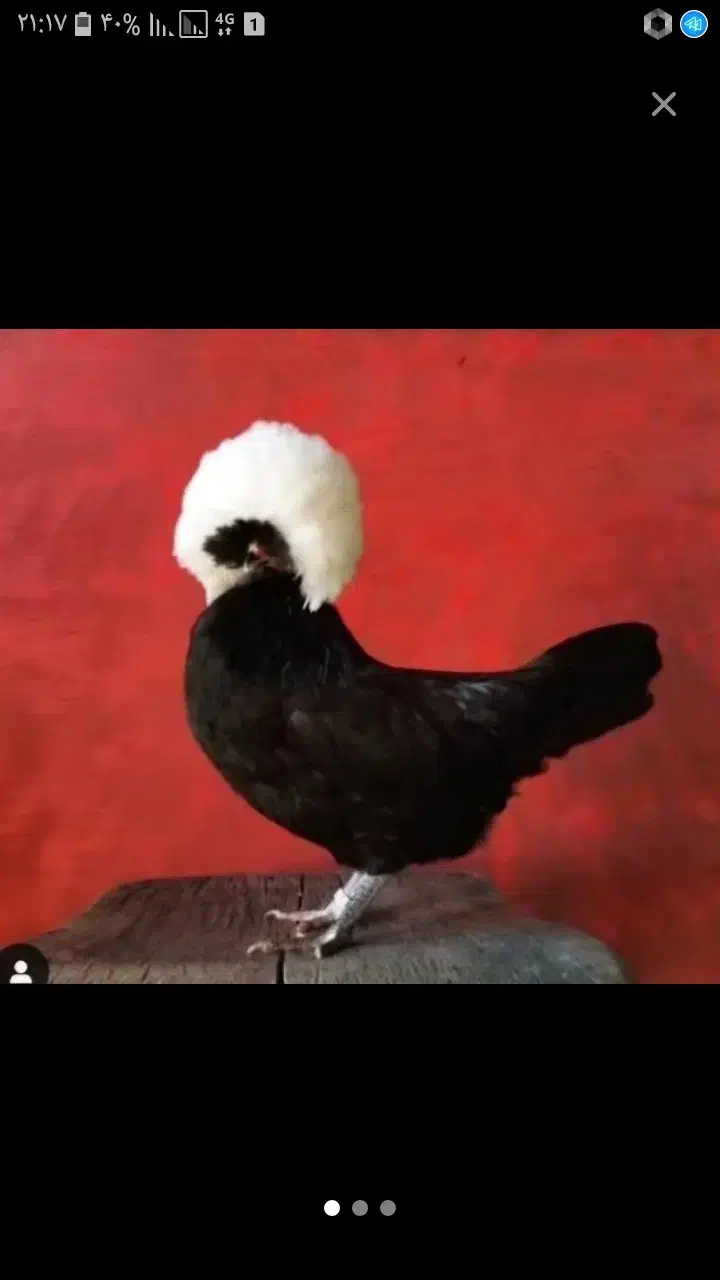 تخم مرغ لهستانی و لاری|حیوانات مزرعه|شیروان (خراسان), |دیوار