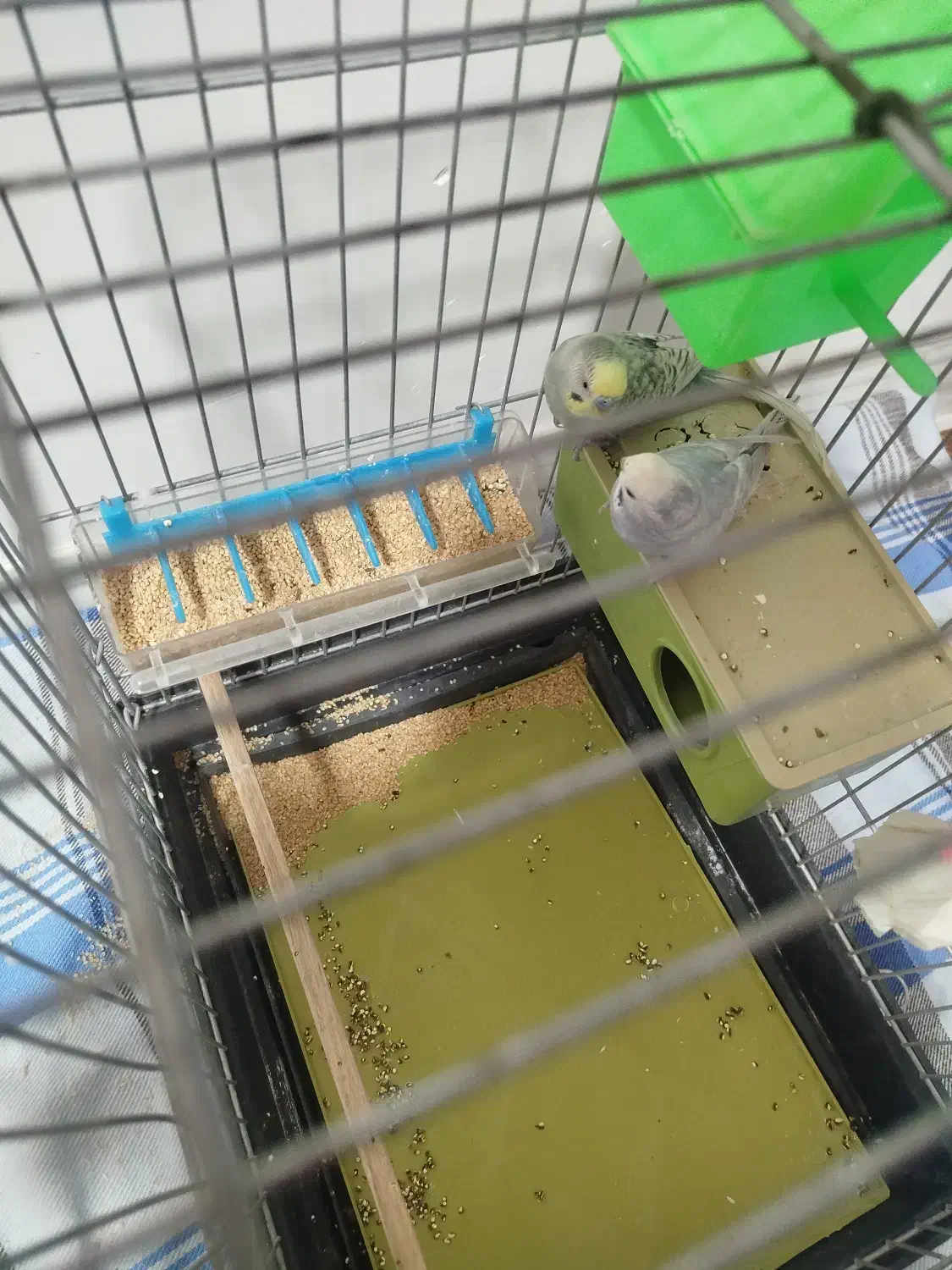 پرنده مرغ عشق سالم خیلی خیلی خوب|پرنده|سیرجان, |دیوار