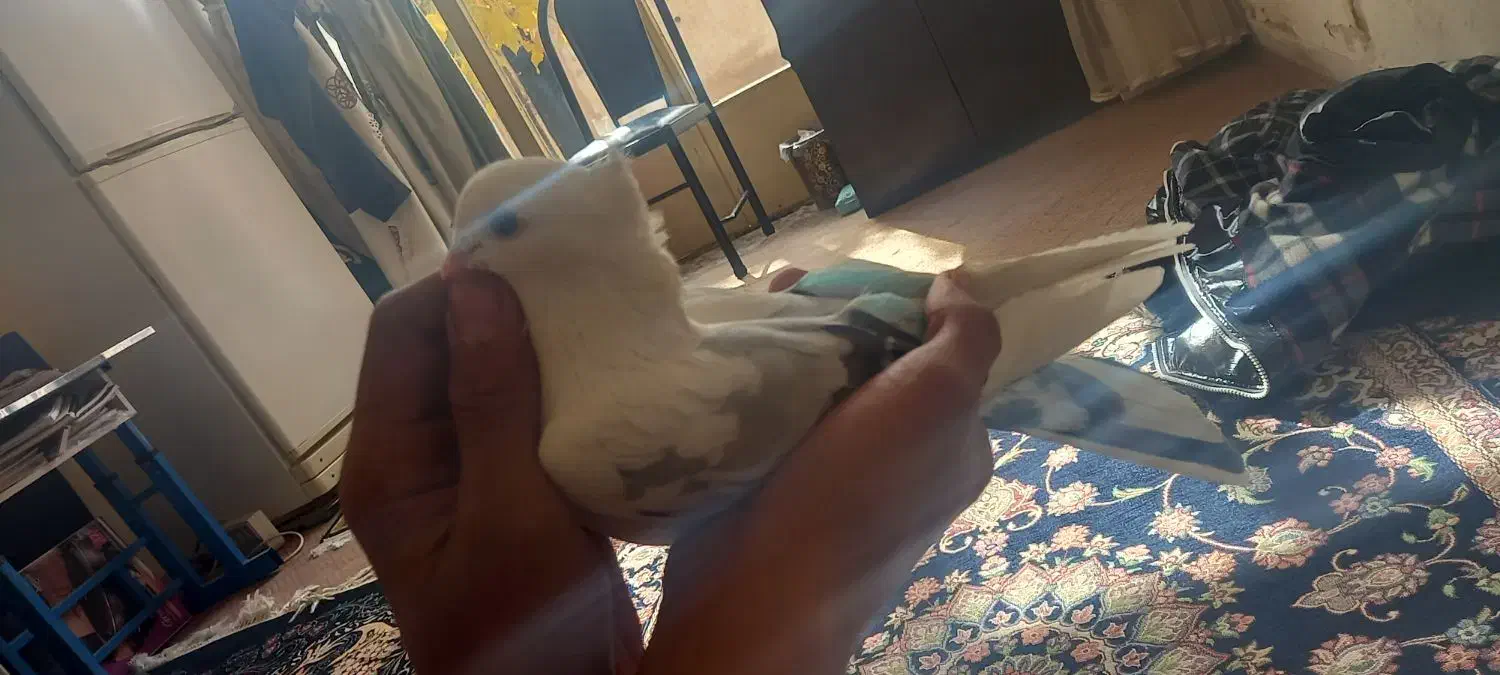 کبوتر ساتن|پرنده|شاهینشهر, گزبرخوار|دیوار