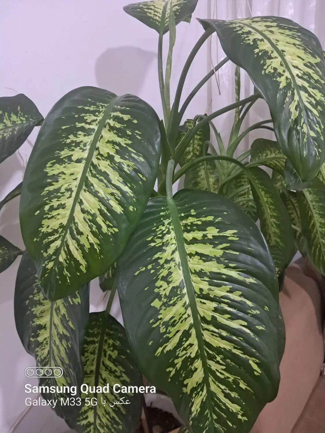 گل دیفن|گل و گیاه طبیعی|گلبهار, شهر جدید گلبهار|دیوار