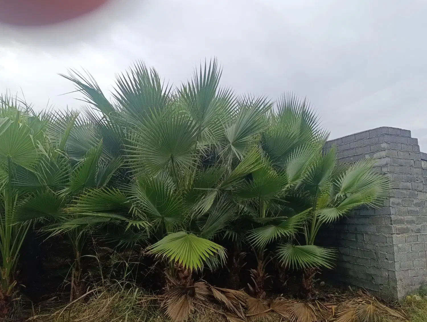 پالم واشنگتن تنه درشت|گل و گیاه طبیعی|آمل, |دیوار