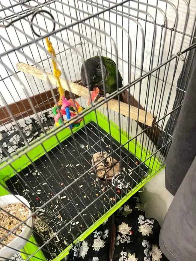 طوطی گرینچیک سخنگو رام دستی  معاوضه با سهره قرص|پرنده|باغستان, |دیوار