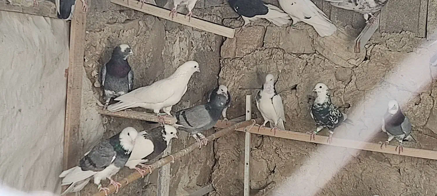 کبوتر|پرنده|سوق, |دیوار