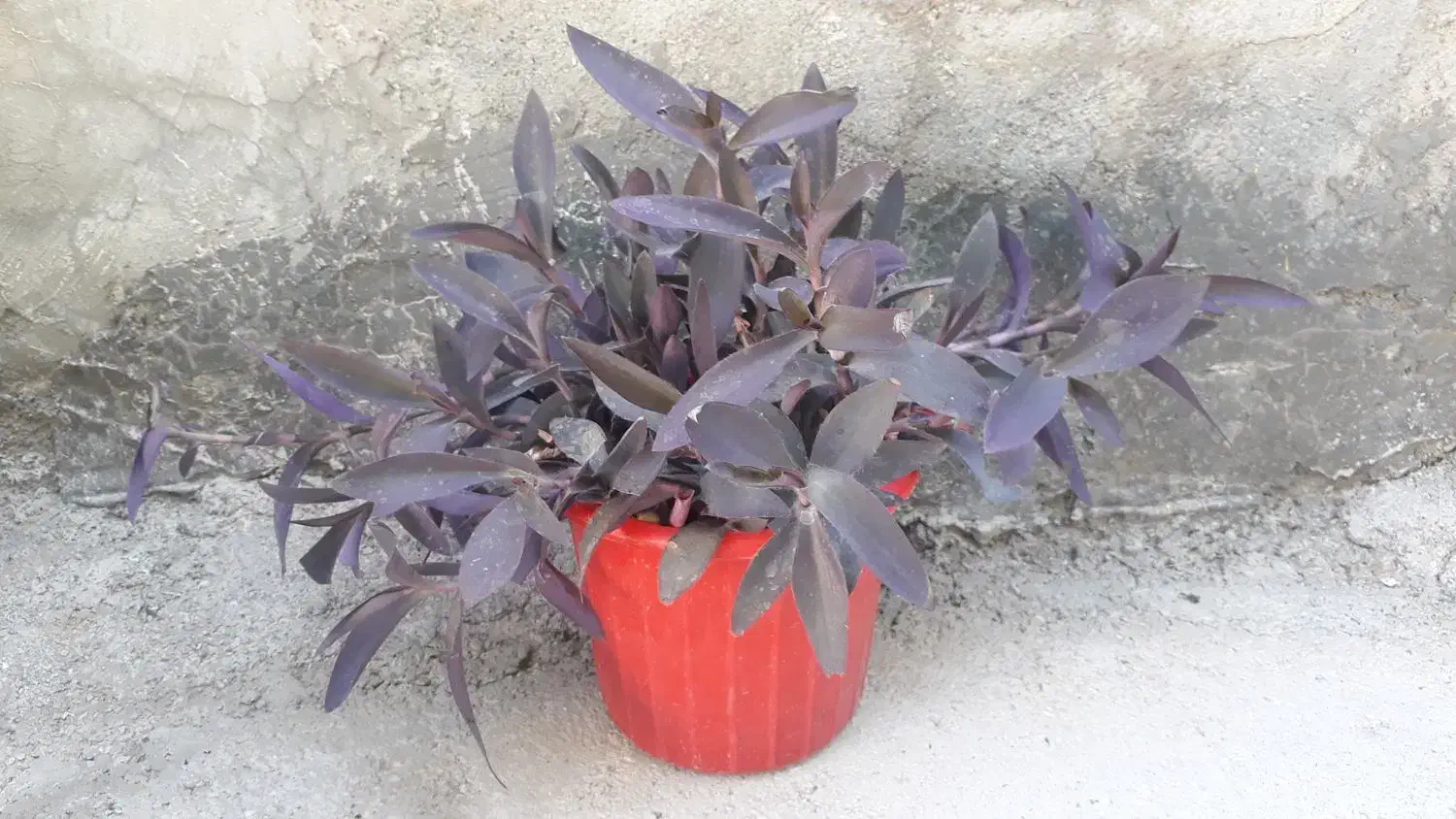 طراوت|گل و گیاه طبیعی|الشتر, |دیوار