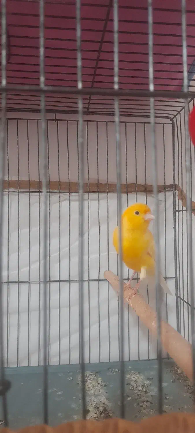 قناری نر|پرنده|قزوین, |دیوار