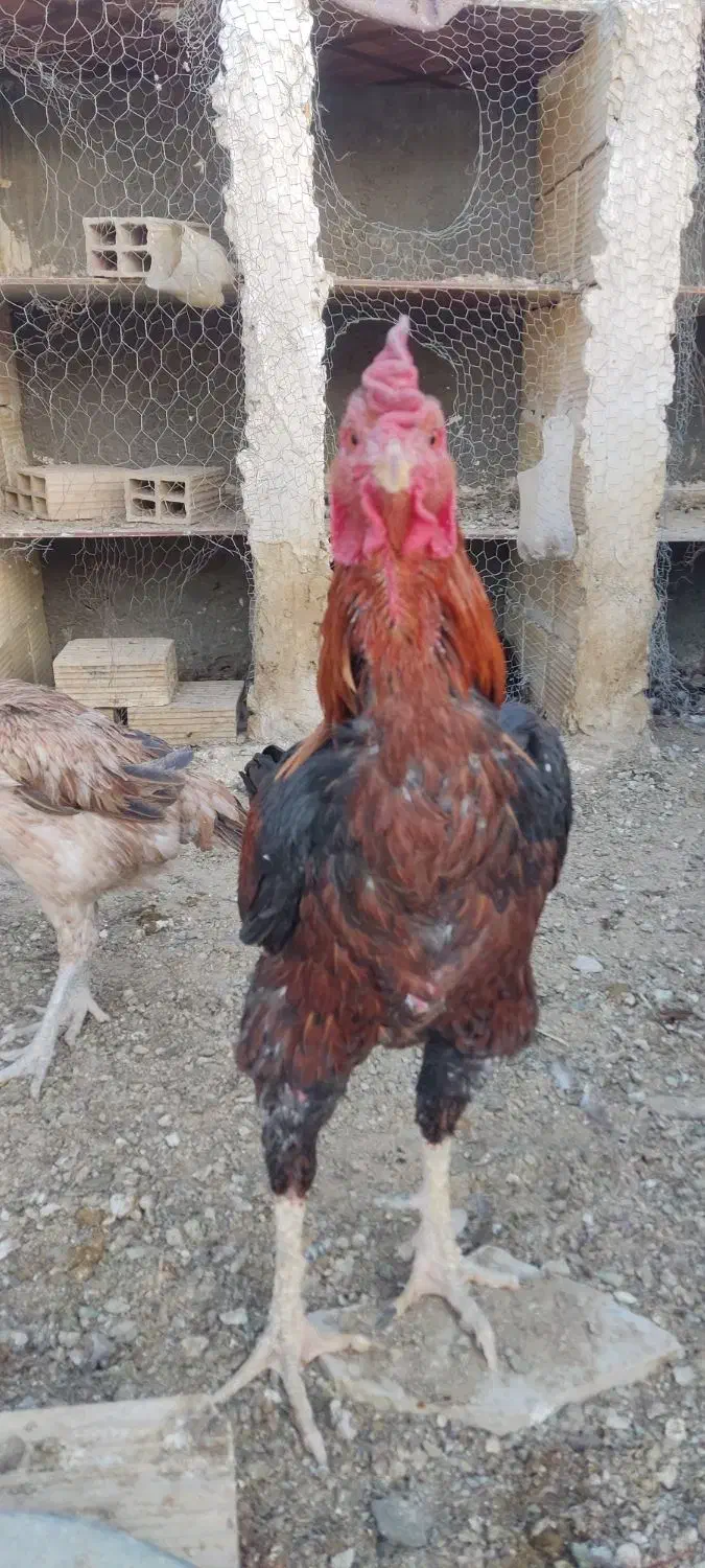 دو عدد خروس و سه عدد مرغ به همراه دو عدد جوجه مرغ|حیوانات مزرعه|زاهدان, |دیوار