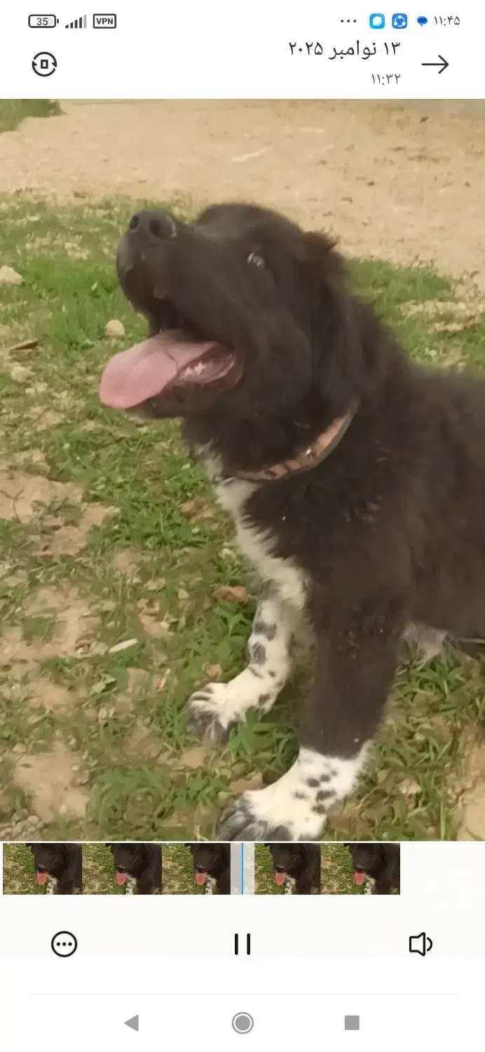 یک عدد سگ قدرجونی|سگ|مشکین‌دشت, |دیوار