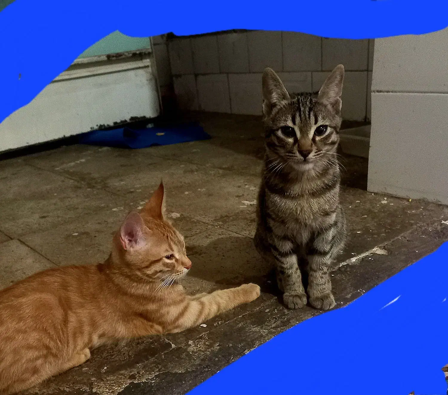 بچه گربه مجانی|گربه|نظرآباد, نظرآباد|دیوار