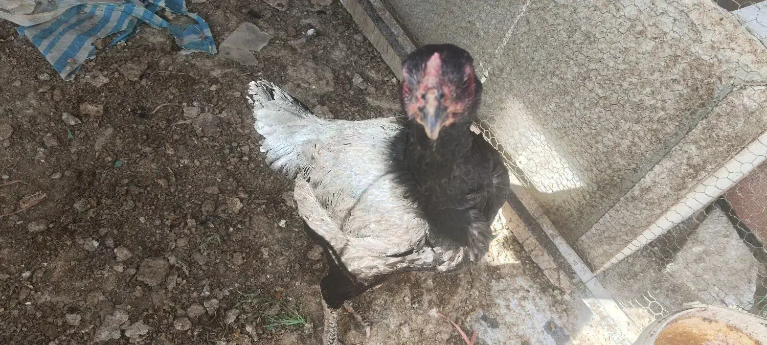 مرغ لاری|حیوانات مزرعه|یزد, |دیوار