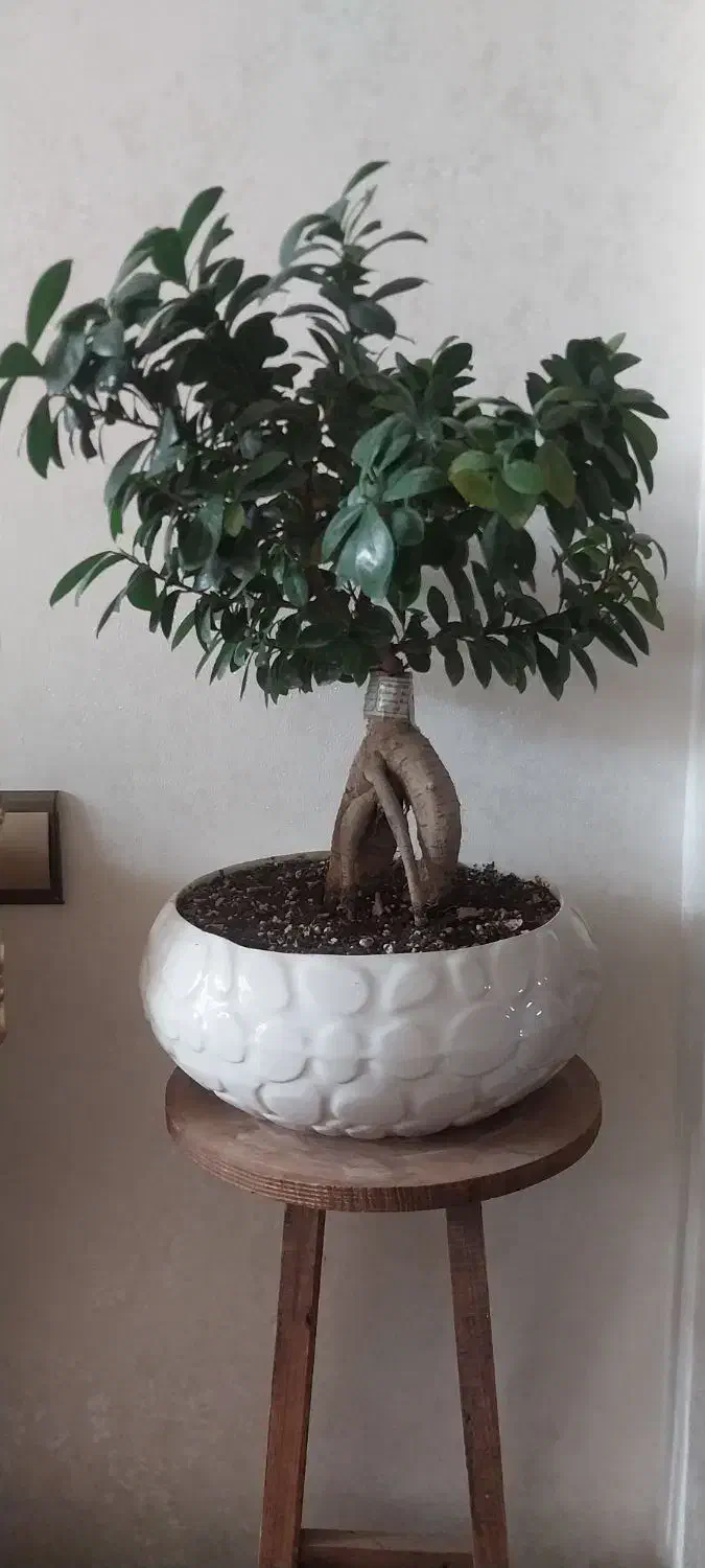 درختچه بنسای|گل و گیاه طبیعی|نسیم‌شهر, |دیوار