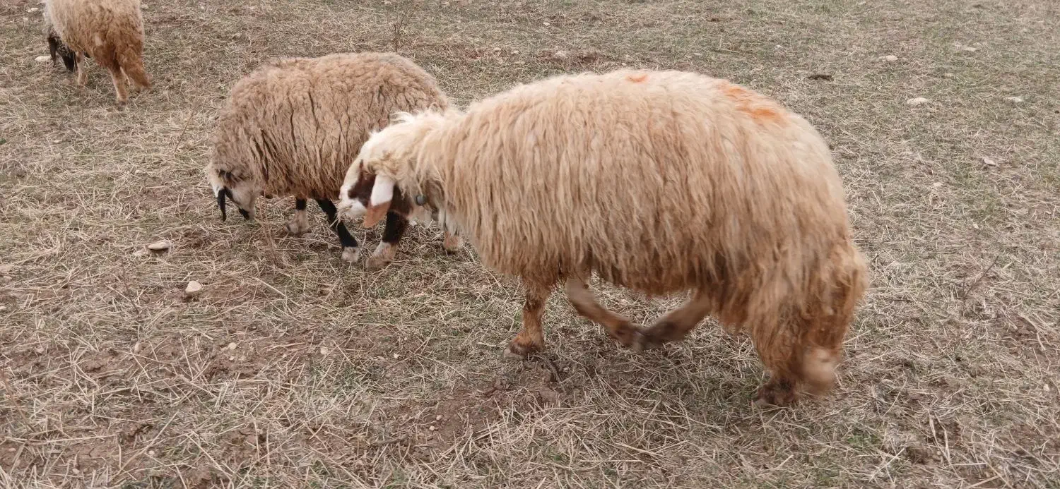 قوچ،ورن سنجابی|حیوانات مزرعه|گهواره, |دیوار