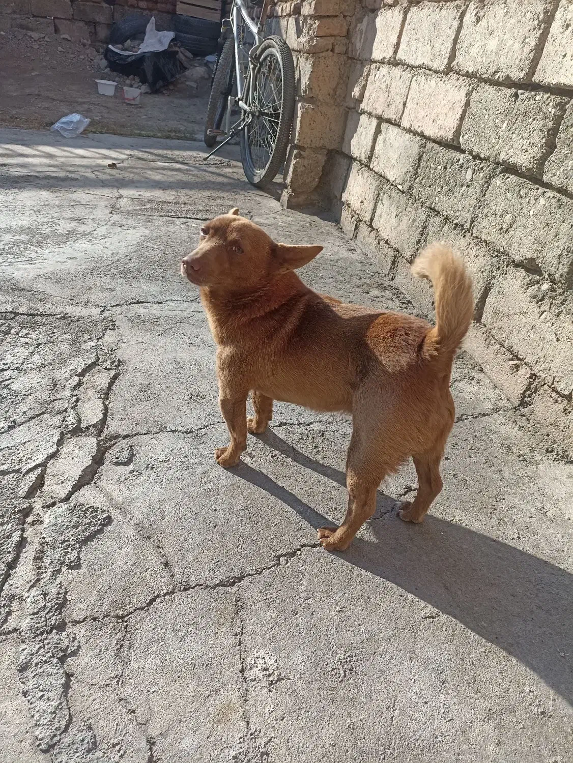 سگ خانگی ونگهبان کبوتر|سگ|نقده, |دیوار