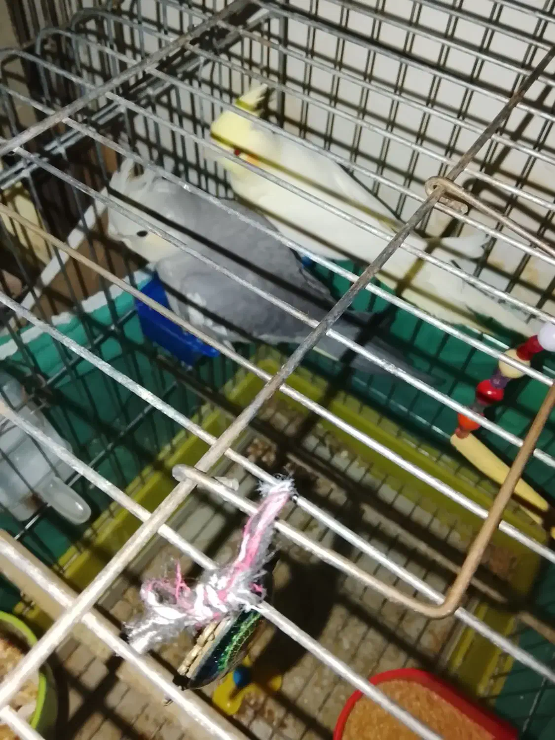 عروس هلندی و طوطی برزیلی|پرنده|سردرود, |دیوار