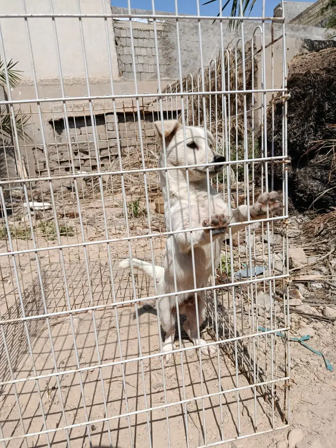 سگ پا کوتاه|سگ|بندر گناوه, |دیوار