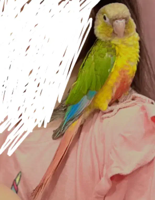 گرینچیک سینه قرمز|پرنده|اهواز, کوی باهنر|دیوار