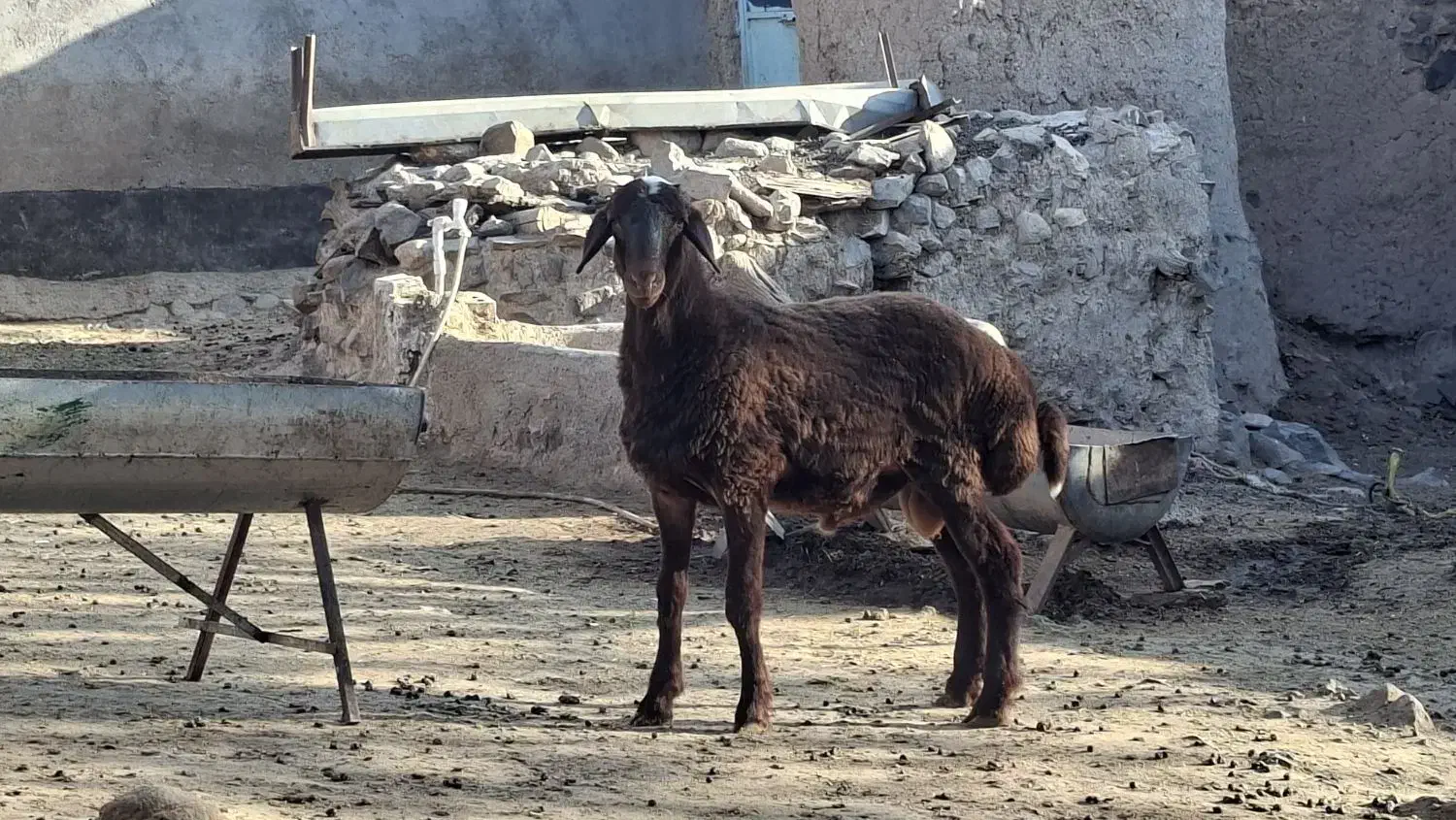 بره نر همو ۴۳ کیلو|حیوانات مزرعه|سرولایت, |دیوار