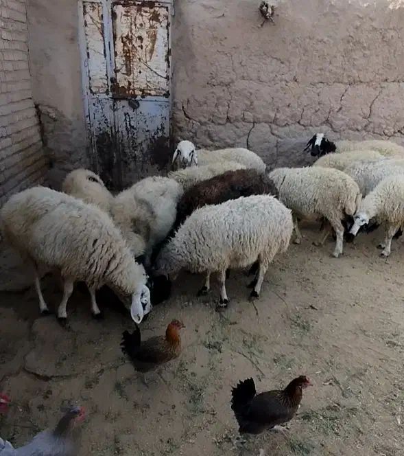 فروش میش داشتی|حیوانات مزرعه|شیراز, ارم|دیوار
