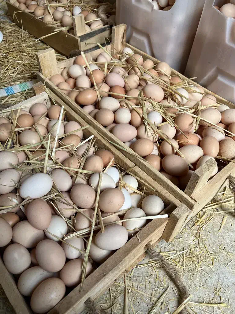 تخم مرغ محلی تازه تولید روزانه تا ۶۰۰ عدد|خوردنی و آشامیدنی|بجنورد, |دیوار