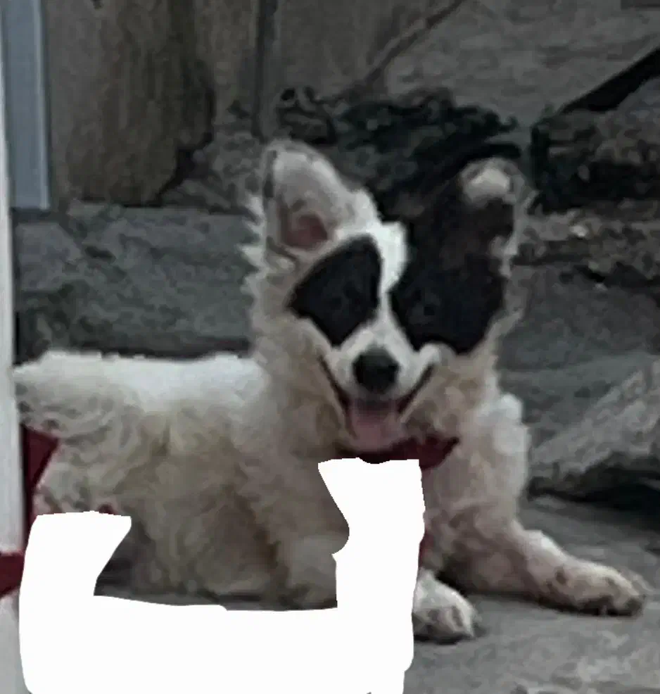 سگ فروشی|سگ|بندرعباس, |دیوار