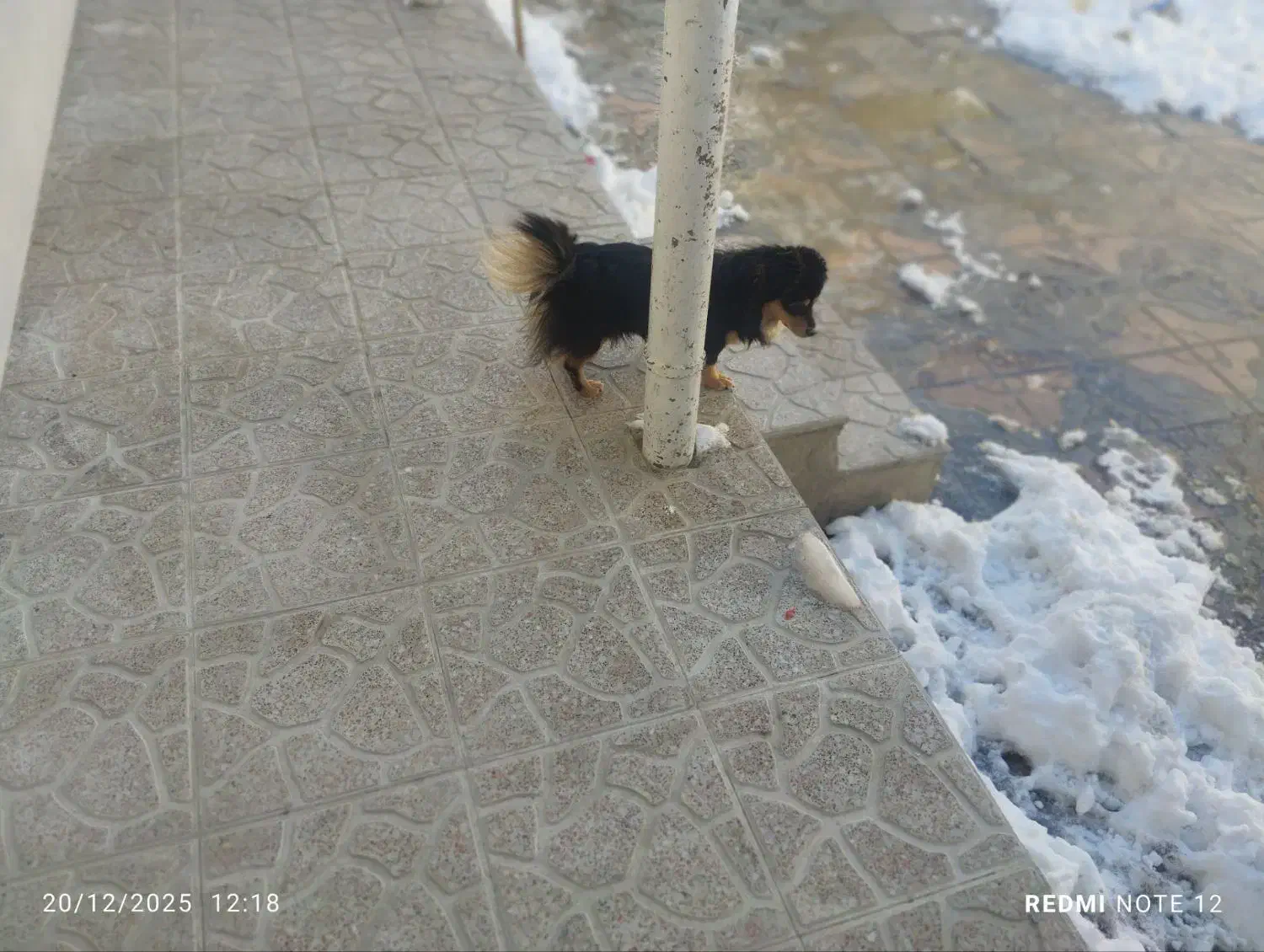 سگ پامر روباهی|سگ|همدان, |دیوار