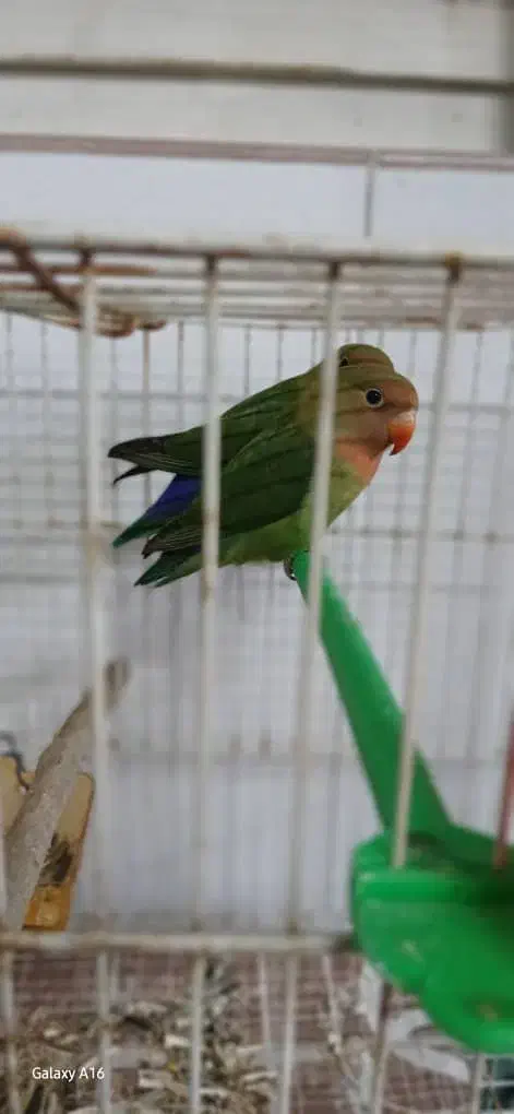 ۳عدد عروس هلندی و ۳عدد کوتوله|پرنده|مشهد, خین عرب|دیوار