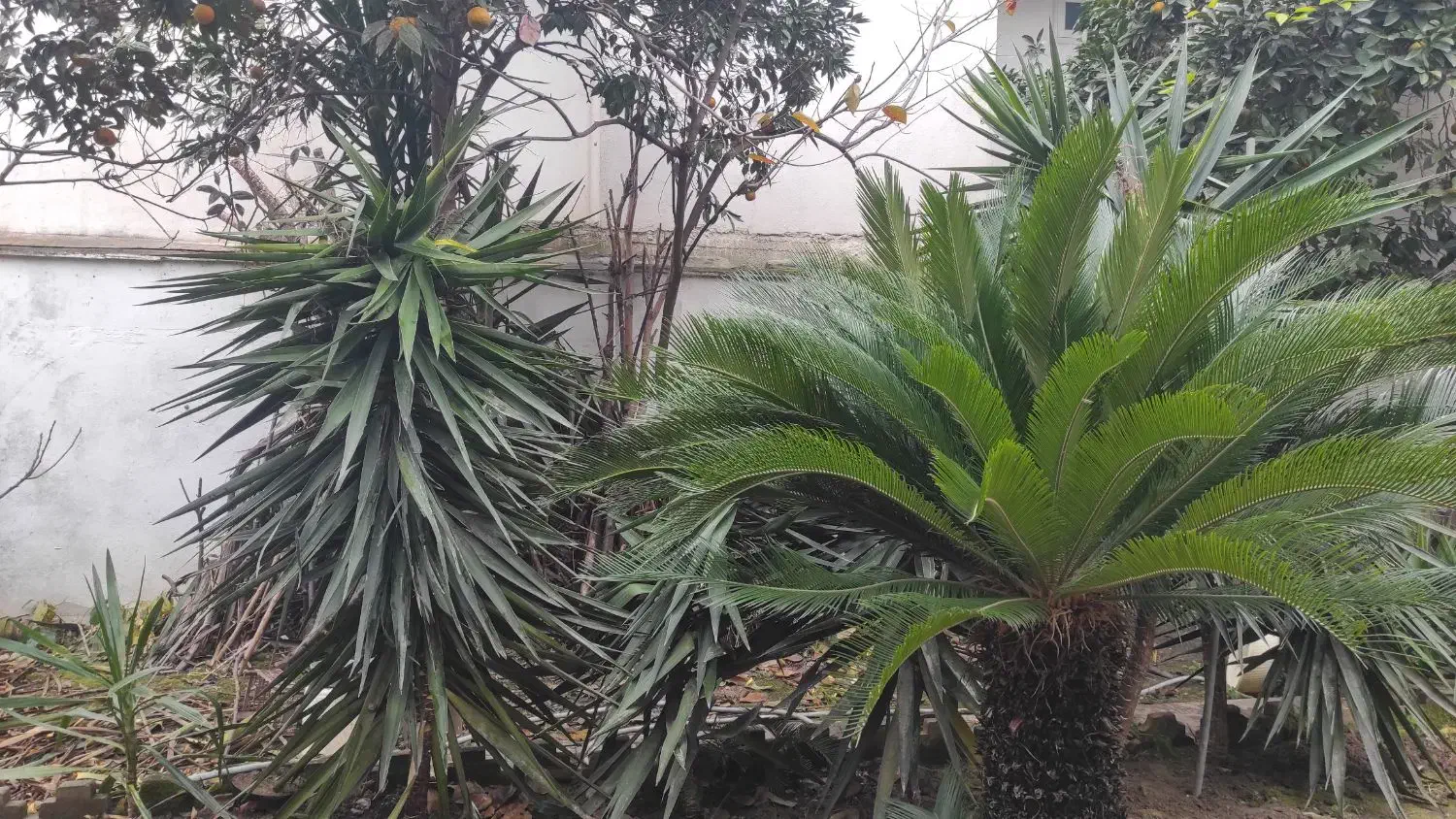 گیاه یوکا|گل و گیاه طبیعی|بابلسر, |دیوار