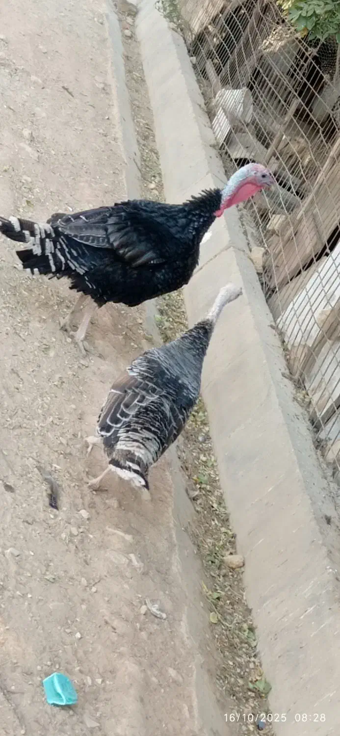 بوقلمون محلی|حیوانات مزرعه|زرقان, |دیوار