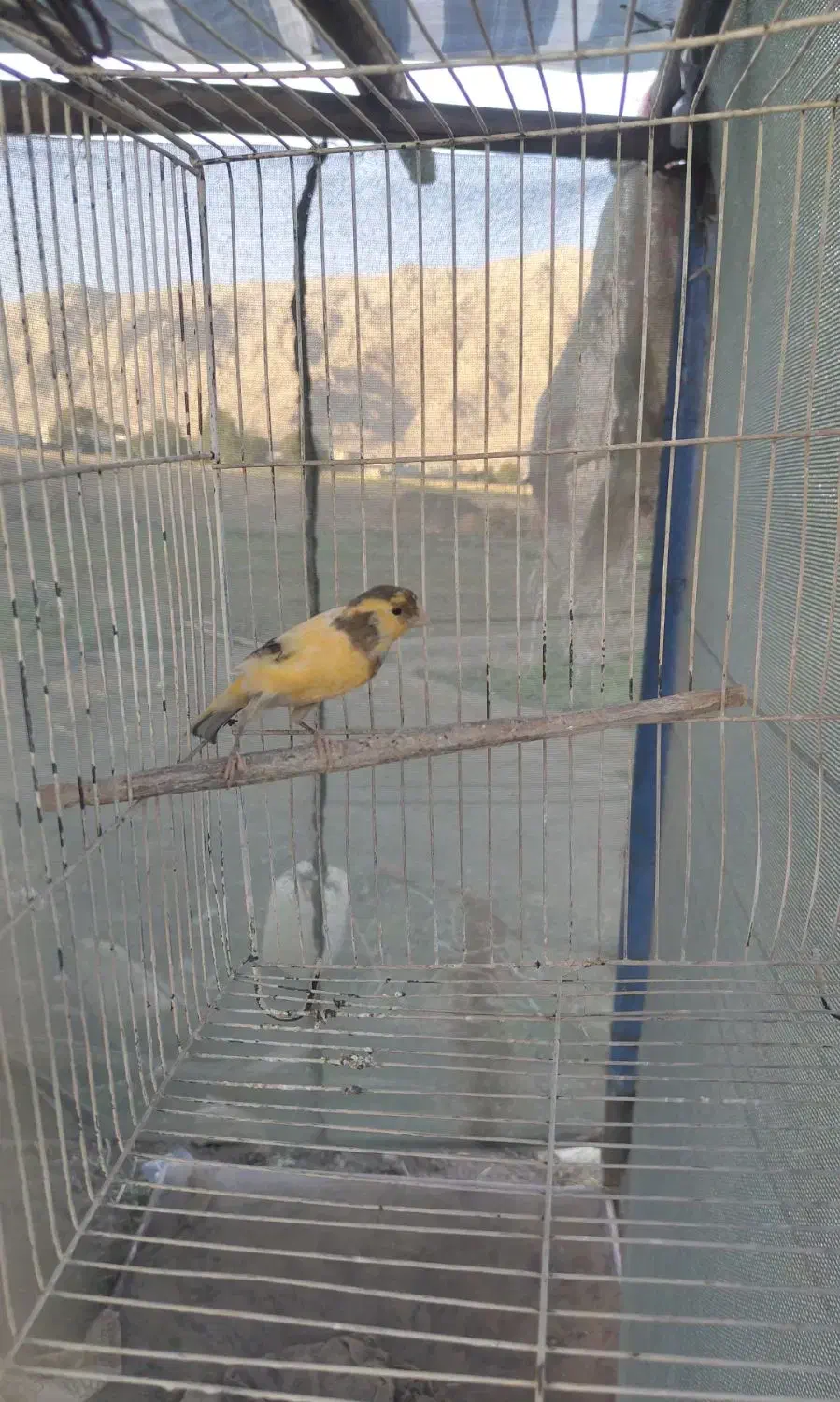 قنارینر|پرنده|کرمانشاه, |دیوار