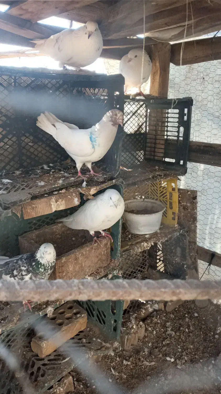 مایل معاوضه نیستم|پرنده|بندر ترکمن, |دیوار