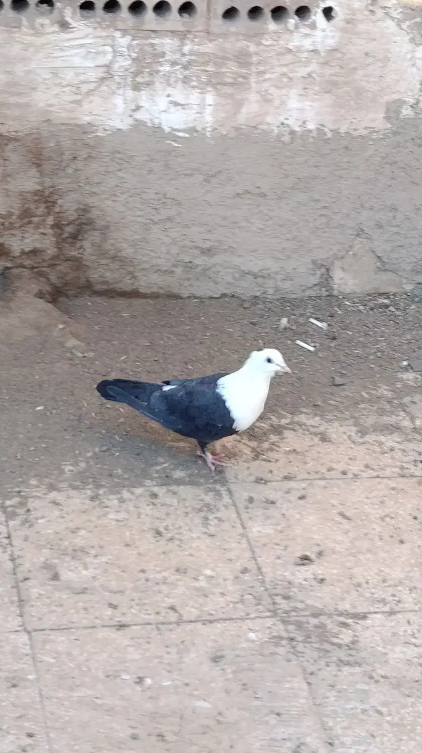 کله سفید ماده گرد|پرنده|سبزوار, همت|دیوار