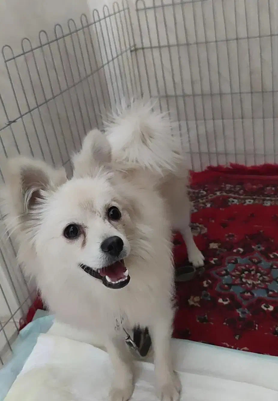 سگ پامر|سگ|یزد, |دیوار