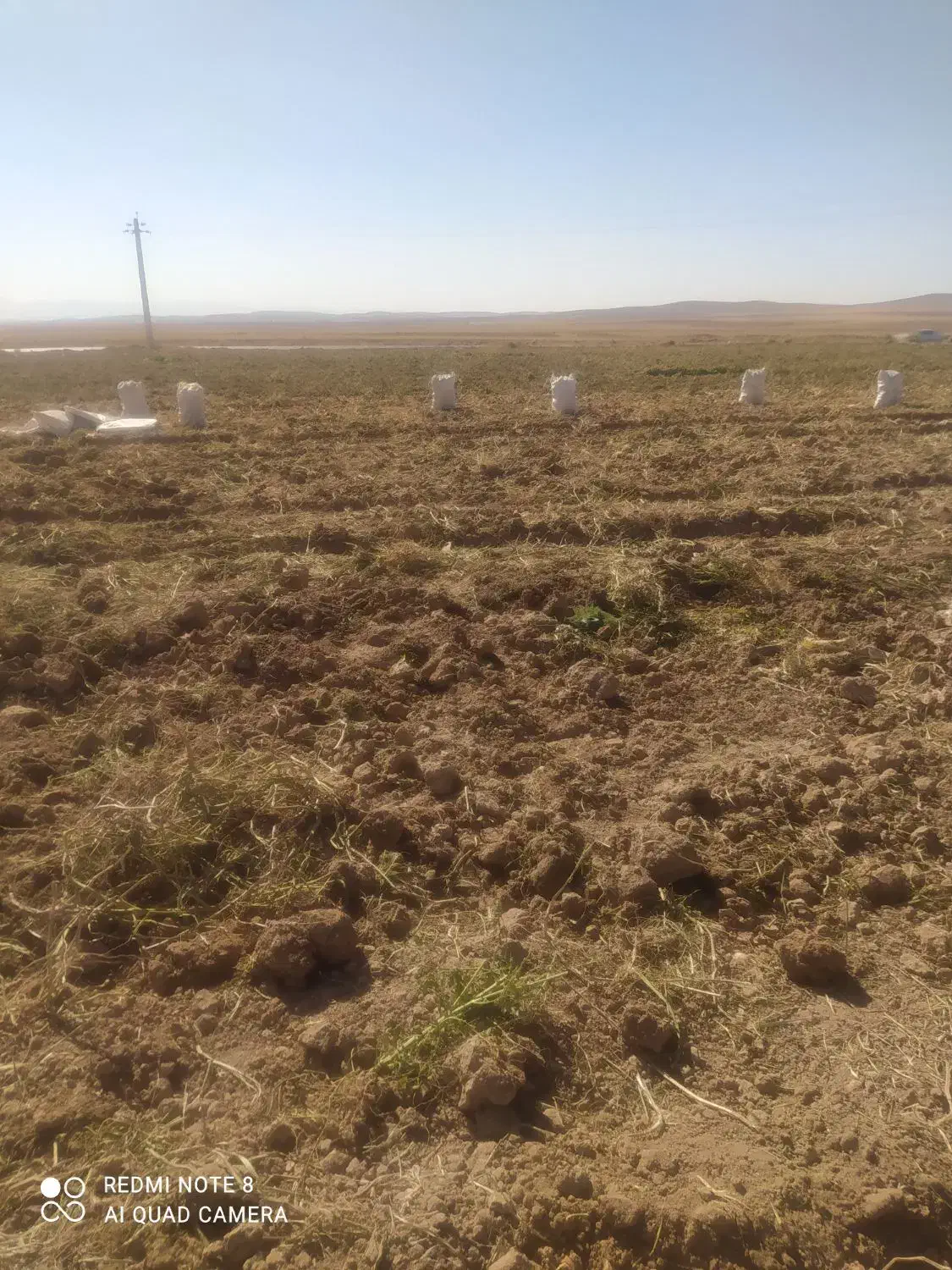 سیب زمینی درجه یک است و قیمتش مقطوع است|خوردنی و آشامیدنی|فرمهین, |دیوار