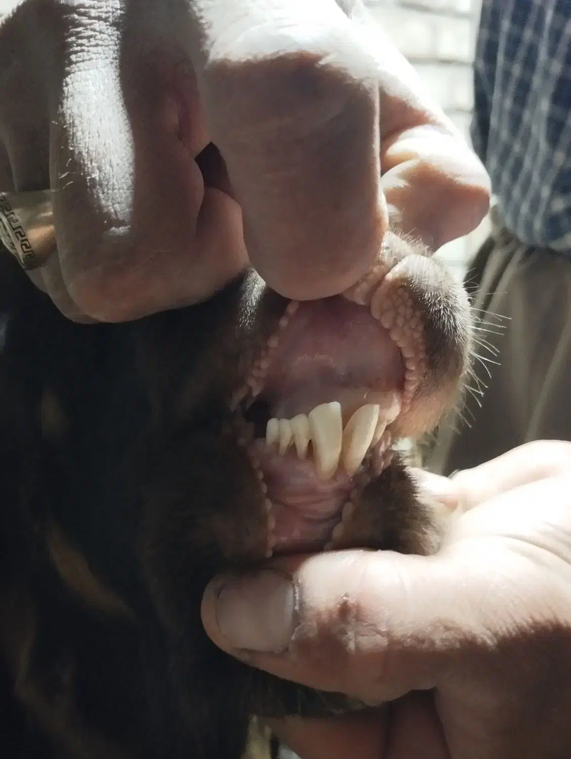 بزنر پاکستانی اصل|حیوانات مزرعه|سنندج, |دیوار