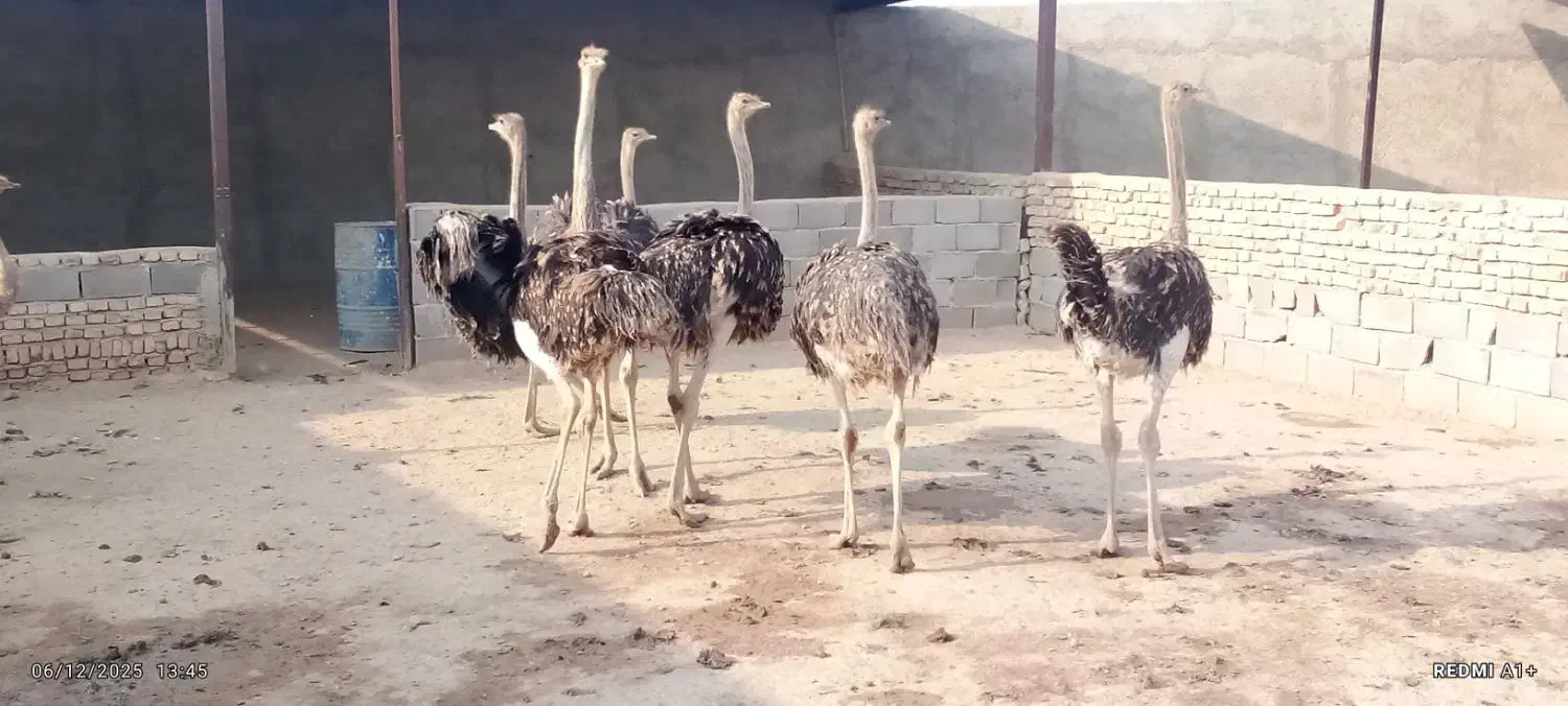 شترمرغ 5 ماه|حیوانات مزرعه|خاوران, |دیوار